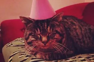 Party Neko/Mascot Naa chan (Photo: <a href="http://facebook.com/MahlersParlor" target="_blank" rel="noreferrer noopener nofollow">Susumu/Aki Ota</a>)