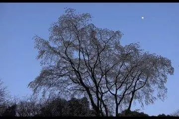리쿠기엔 공원내 요자쿠라