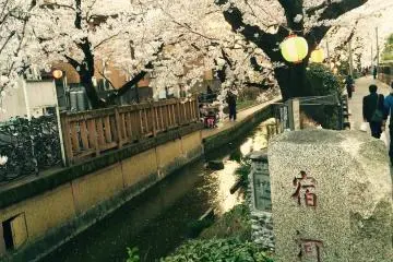A Shower of Cherry Blossoms
