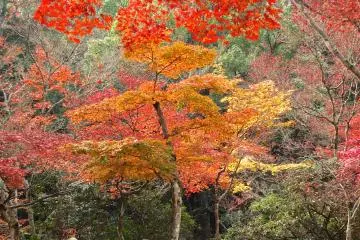 Momijidani Park on a Beautiful Day