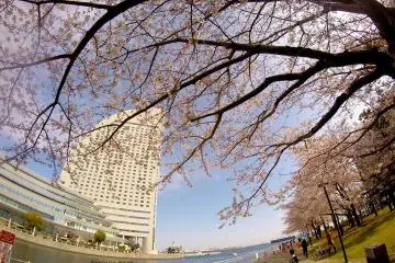 Cherry Blossoms in Minato Mirai 21