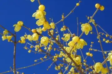 The local winter flower - wintersweet - adorns the hillside come the colder months (Photo: Nagatoro Tourist Information)