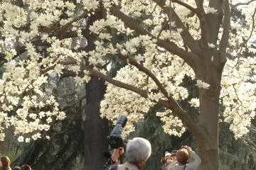 Spring at Shinjuku Gyoen