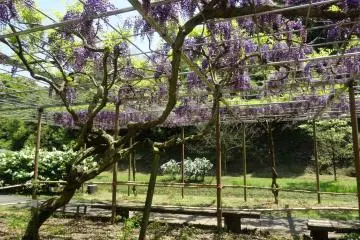 Wisteria Garden in Yamaga
