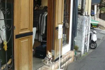 The doggie is waiting for the owner at the shop entrance, but he is not in a hurry. (Photo: Olga Kaneda)