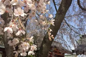 Sakura in Shiogama