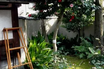 Apparently, gardeners painted only half of the roses and dumped the ladder (Photo: Olga Kaneda)