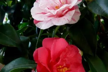 This here ought to have been a&nbsp;red rose tree here (OK, camellia), but the white one with red veins has grown&nbsp;instead... (Photo: Olga Kaneda)