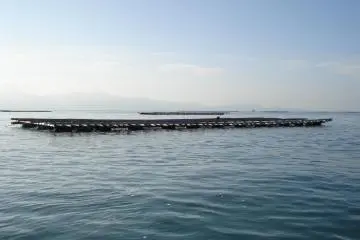 An oyster bed sitting calming in a bay in the Seto Inland Sea (Photo: JF Mushiage)