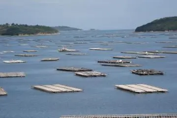 Oyster beds scattered in a bay (Photo: JF Mushiage)