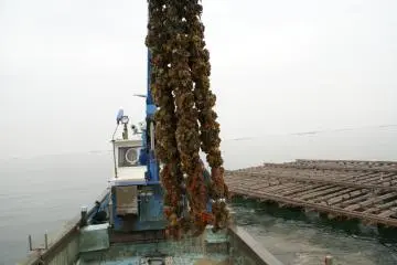 Lifting oysters off the beds, getting ready to take them to a warehouse for opening and packing (Photo: JF Mushiage)