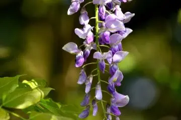 Wisteria at Fujishima Shrine