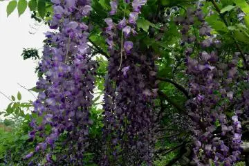 &nbsp;One of more than 20 species of wisteria blooms in the garden (Photo: Olga Kaneda)