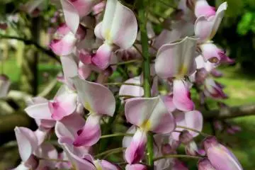 Pale pink branch close up (Photo: Olga Kaneda)
