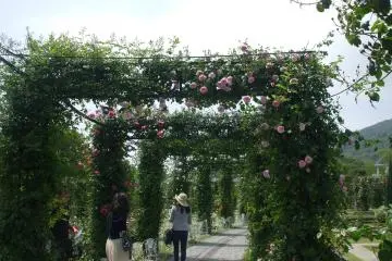 May is the rose festival where a variety of 1,0000 different types of flowers can be seen. There are 1110,000 flowers on display in total. (Photo: Youko Tanaka)