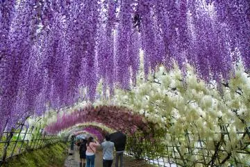 Kawachi Wisteria Tunnels