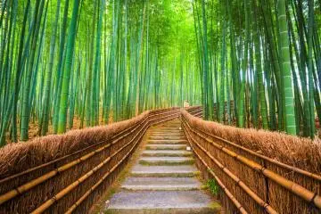 Arashiyama Bamboo Forest