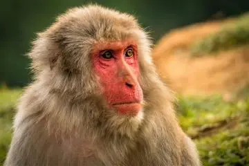 "Monkey Park Iwatayama" en Kioto