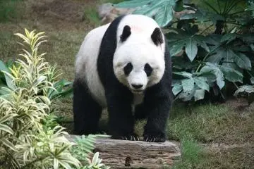 Ueno Zoo, Taito-ku