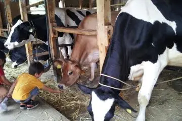 the barn