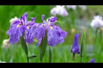 Iris Fields in Meiji Jingu