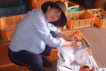 Packing the vegetables to ship Japan-wide (Photo: PKW)