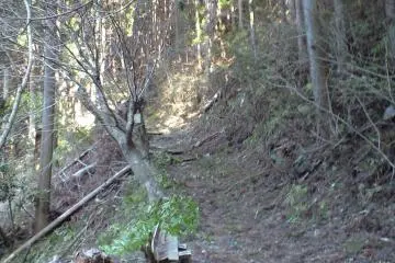 The Shade of Cedars Trail