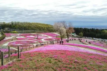 Shibazakura di Misato 2026