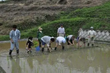Planting Rice in the Hills of Teshima (Photo: Cliff Bernstein)