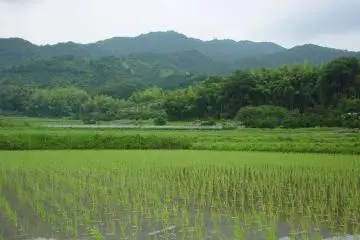 Mt. Ryūō from below, rice fields in front (Photo: Matthew J. Eynon)