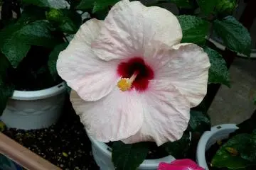Droplets of rain on the pale pink hibiscus flower (Photo: Olga Kaneda)