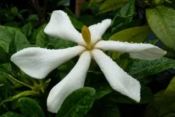 White magnolia flower (Photo: Olga Kaneda)