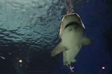 Okinawa Ocean Expo Park & Aquarium
