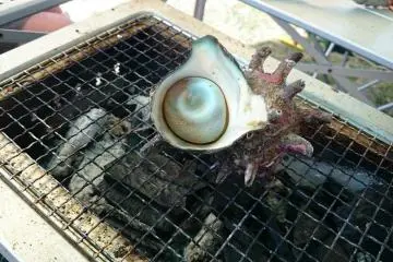 Delicious turban shells or in Japanese, sazaesan on sale (Photo: Musleh Uddin Ahmed)