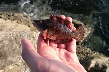 Caught my first fish! (Photo: Musleh Uddin Ahmed)