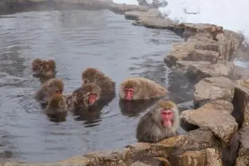 Onsens, Japan's favorite pastime and a relaxing experience for anyone and everyone (Photo: <a href="https://en.japantravel.com/nagano/bathing-apes-jigokudani/9247" target="_blank" rel="noreferrer noopener nofollow">Ben Beechey</a>)