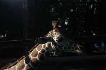 Nogeyama Zoo in Yokohama 