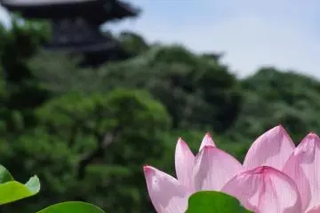 Sankei-en Gardens is one of Yokohama's most beloved parks. (Photo: <a href="https://www.shutterstock.com/ja/image-photo/flower-blurred-background-forest-japanese-temple-213711487" target="_blank" rel="noreferrer noopener nofollow">Larry Knipfing</a> / Shutterstock.com)