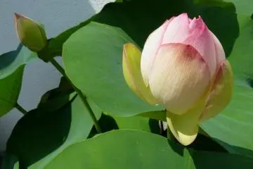 Photo: Olga Kaneda