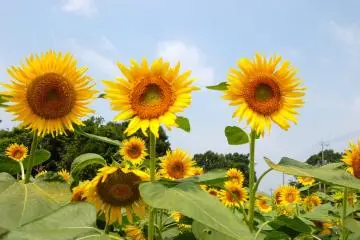 Zama Sunflower Festival 2026