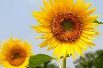 Sunflower & Bumble Bee (Photo: Carrie Jacobs )
