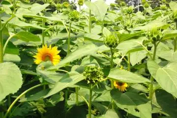 First Blooms (Photo: Carrie Jacobs )