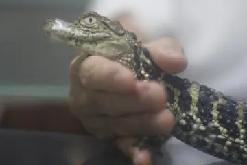 Atagawa Tropical & Alligator Garden