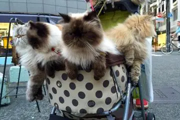 A bunch of cats (Photo: Olga Kaneda)