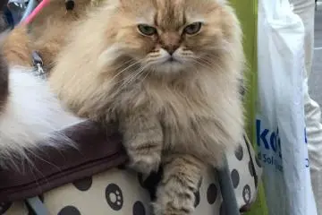 An angry look! (Photo: Olga Kaneda)