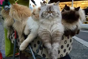 Getting sleepy! (Photo: Olga Kaneda)