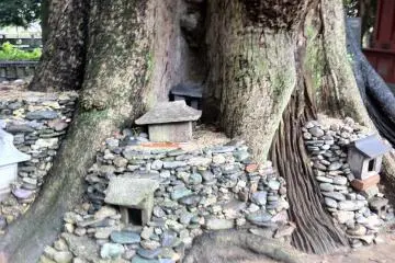 Tucked away in the roots (Photo: Bret de Colebi)