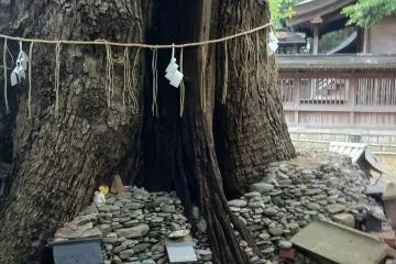 Little shrines making their home around the sacred camphor tree (Photo: Bret de Colebi)