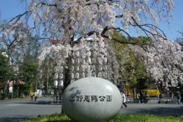 สวนอุเอโนะ (Photo: <a href="https://commons.wikimedia.org/wiki/File:UenoOnshiKoen20120407.jpg" target="_blank" rel="noreferrer noopener nofollow">三人日</a> / <a href="https://creativecommons.org/licenses/by-sa/3.0/deed.en" target="_blank" rel="noreferrer noopener nofollow">CC BY-SA 3.0</a>)