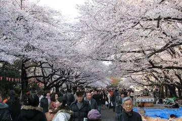 เทศกาลฮานามิ (Photo: <a href="https://commons.wikimedia.org/wiki/File:Ueno_park.jpg" target="_blank" rel="noreferrer noopener nofollow">Bernard Gagnon</a> / <a href="https://creativecommons.org/licenses/by-sa/3.0/deed.en" target="_blank" rel="noreferrer noopener nofollow">CC BY-SA 3.0</a>)